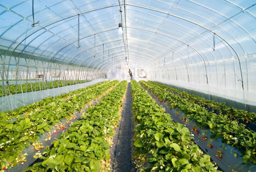 https://beautifullandproducts.com/wp-content/uploads/2019/11/blp-strawberry-greenhouse.jpg